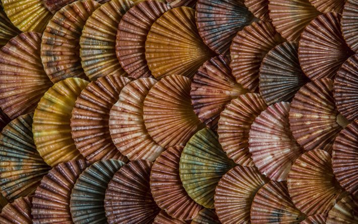 conchas textura, fondo con conchas de mar, la textura, conchas de mar de fondo
