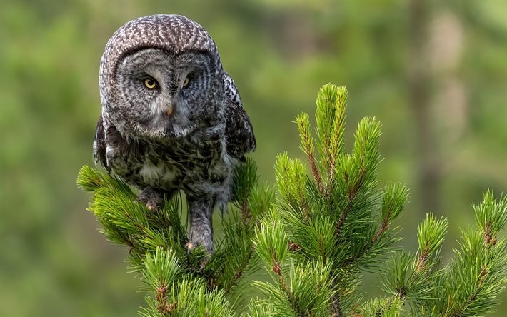 Tawny Owl, wildlife, Strix aluco, brown owl, forest, Owl