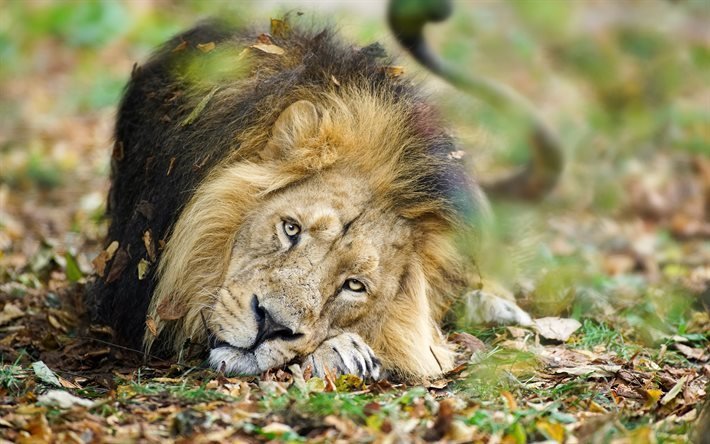 ledsen lejon, 4k, vilda djur, bokeh, rovdjur, lejon, kungen av djur, Panthera leo