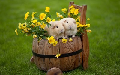 guinea pigs, cute animals, wooden barrel, green grass