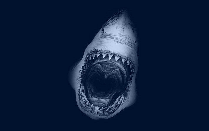 Download wallpapers shark, predator, scary animal, shark jaws for desktop  free. Pictures for desktop free