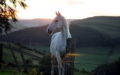 white horse, night, sunset, horses