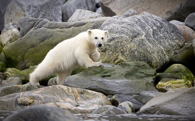white bear cub, stones, small bear, polar bears