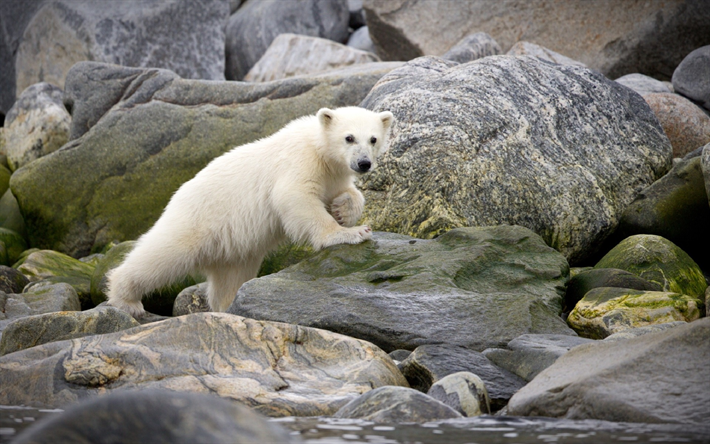 white bear cub, pietre, piccolo orso, orsi polari