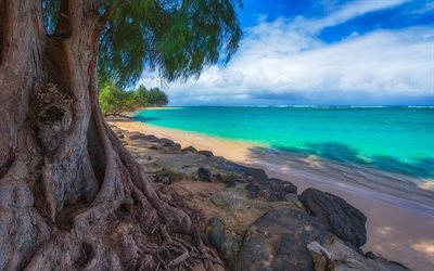 Hawaii, USA, Kalihivai, ocean, beach, palm, sand, Stilla Havet