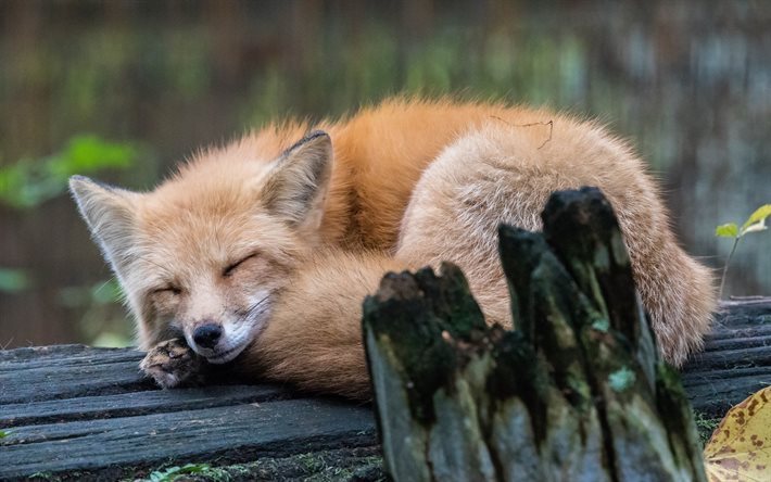 fox, tree, forest, sleeping fox