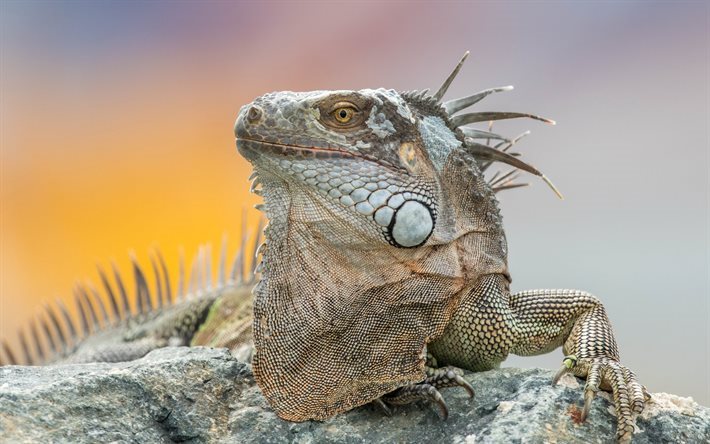iguana, سحلية, الزواحف, الحياة البرية