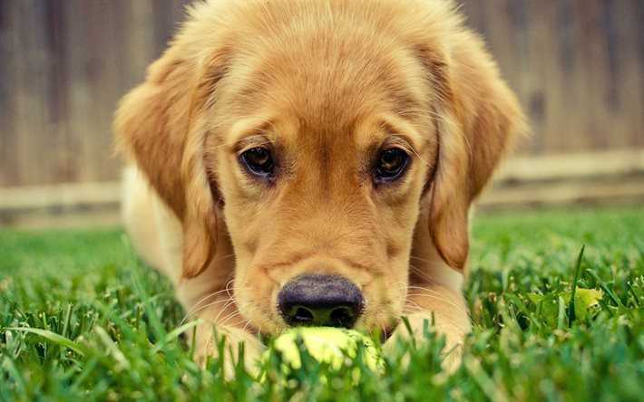 ダウンロード画像 ゴールデンレトリーバー 子犬 犬 テニスボール ラブラドール フリー のピクチャを無料デスクトップの壁紙