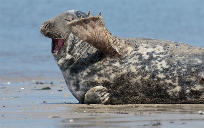 seal, cute animals, sea, laughter