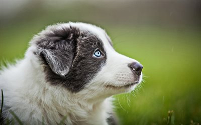 Aussie cachorro, close-up, el perro con ojos azules, Pastor Australiano, animales de compa&#241;&#237;a, peque&#241;as Aussie, perros, animales lindos, Pastor Australiano Perro, cachorro, Perro Australiano