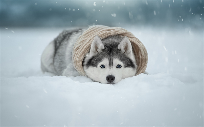 husky, hiver, neige, mignon, chien, animaux de compagnie, chiens