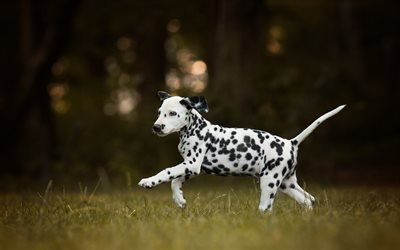 Dalmatiner, lilla valp, s&#246;t liten hund, husdjur, valpar, hundar