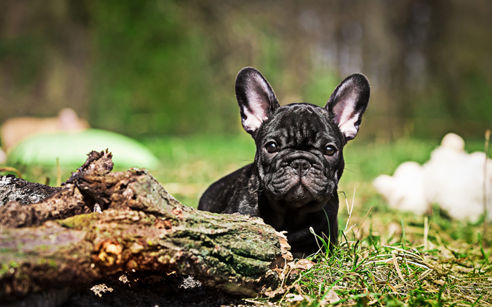 schwarze franz&#246;sische bulldogge, bokeh, hunde, welpen, close-up, french bulldog, pets, niedliche tiere, bulldogs
