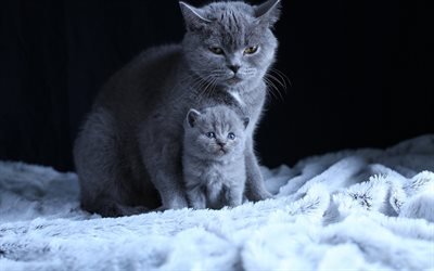 British shorthair gatti, mamma e cucciolo, grigio gatti, poco soffice gattino, simpatici animali, gatti