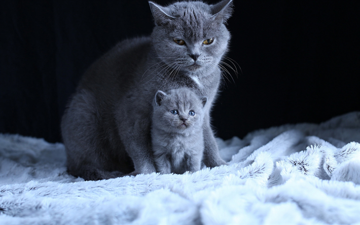 British shorthair cats, mom and cub, gray cats, little fluffy kitten, cute animals, cats