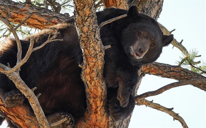 Baribal, ursos, a vida selvagem, animais selvagens, big bear, Urso Preto