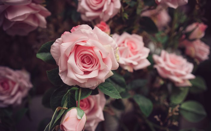 rosas de color rosa, flores de color rosa, desenfoque, rosas, rosas de color rosa de fondo, hermosas flores