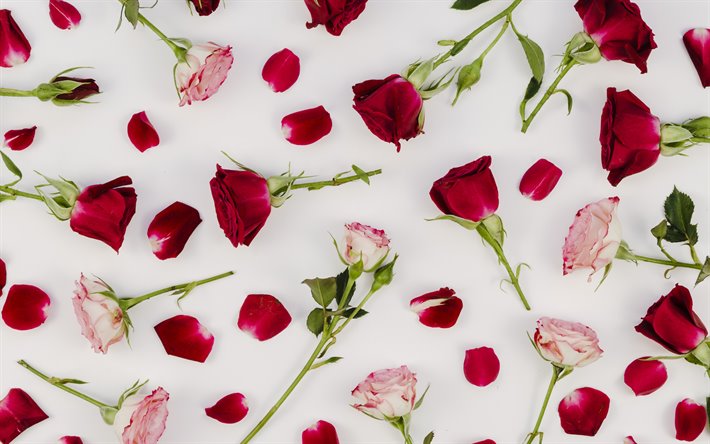 fondo con rosas rojas, la textura de las rosas, de flores de fondo, textura floral