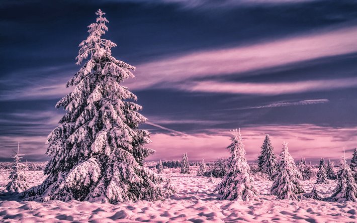 snowy fir-tree, winter, sunset, snowdrifts, snowy forest, beautiful nature