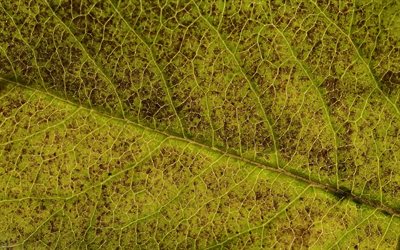 les feuilles vertes de la texture, vert, fond naturel, respectueux de concepts, de feuilles de texture