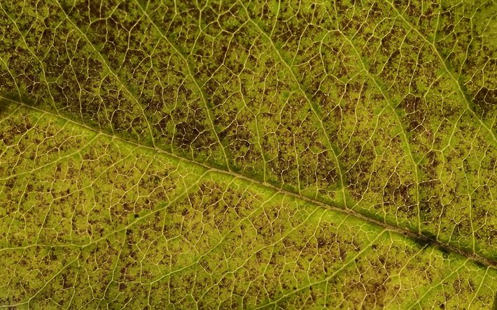les feuilles vertes de la texture, vert, fond naturel, respectueux de concepts, de feuilles de texture
