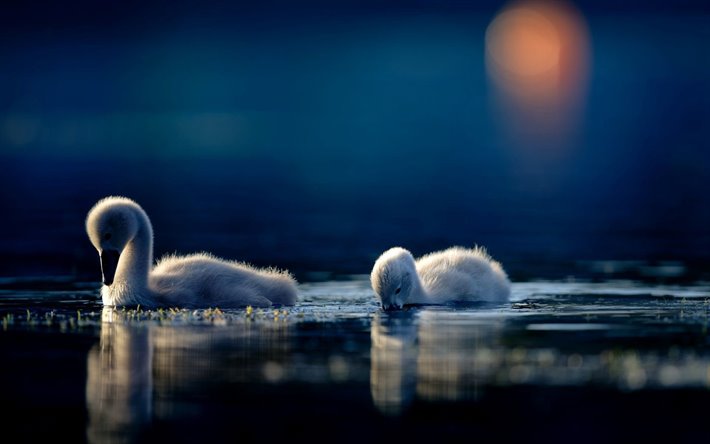 pequenos cisnes, lago, filhotes de cisne, bokeh, p&#225;ssaros bonitos, cisnes