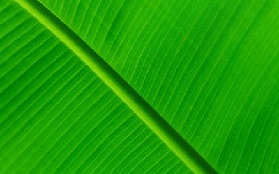 folhas verdes textura, 4k, planta de texturas, deixa, fundos verdes, folhas de textura, folhas verdes, folha verde, macro, teste padr&#227;o da folha, folha de texturas