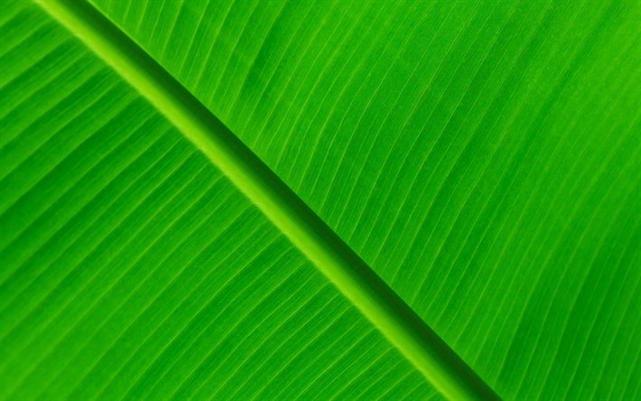 hojas de color verde textura, 4k, planta de texturas, hojas, verde antecedentes, hojas de textura, hojas de color verde, verde hoja, macro, dise&#241;o de la hoja, de la hoja de texturas