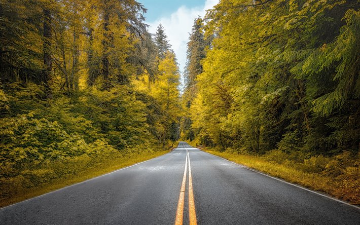 asphalt road in the forest, green trees, forest, yellow lines, USA
