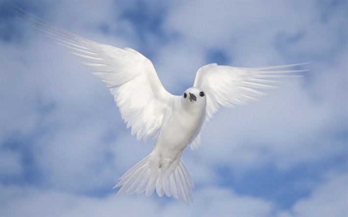 dove in sky, close-up, blue sky, peace bird, white bird, dove