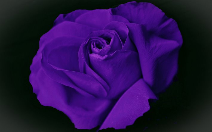 violet rose, macro, fleurs violettes, de belles fleurs, la violette des bourgeons, des roses