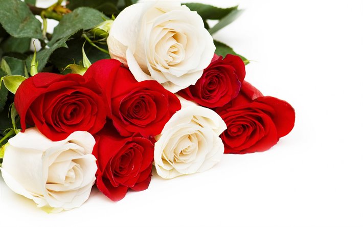 bouquet di rose rosse e bianche, rose rosse, rose bianche, rose su uno sfondo bianco, sfondo con rose, fiori bellissimi