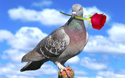 dove with rose, close-up, blue sky, peace bird, gray dove, gray birds, dove with flower, dove