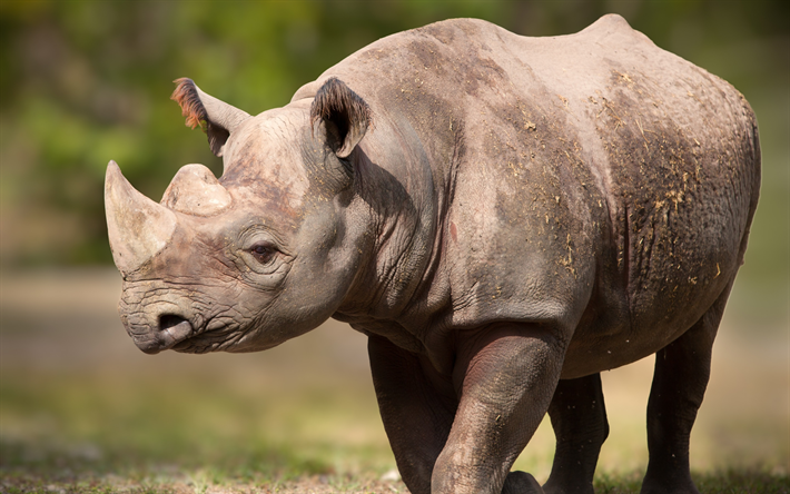 rhinoceros, Africa, wildlife, dangerous animals