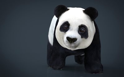 Panda, 4k, 3d art, funny animals
