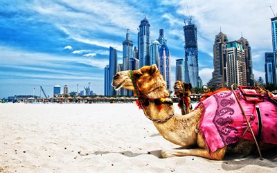 cammelli, HDR, Dubai, spiaggia, EMIRATI arabi uniti, grattacieli, Emirati Arabi Uniti