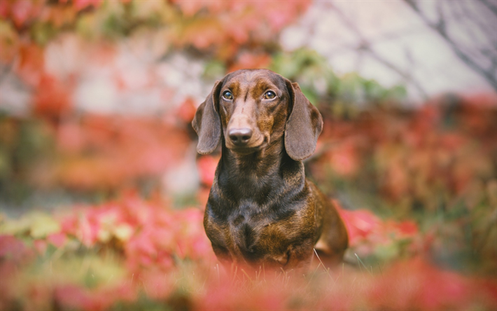Dachshund, autumn, small dog, hunting dog, brown dachshund, pets