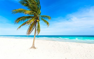 palm, beach, ocean, beyaz kum, tropik adalar, Seyahat kavramları, dalgalar, r&#252;zgar