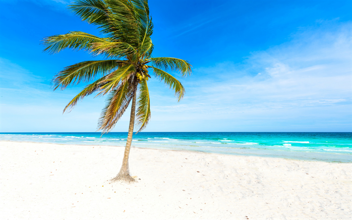 palma, playa, mar, arena blanca, islas tropicales, los conceptos de viaje, las olas, el viento