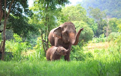 Thailand, 4k, elephants, wildlife, mother and cub, Asia