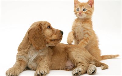 Cocker spaniel inglese, cucciolo, gattino, amicizia concetti, cane e gatto, animali simpatici animali
