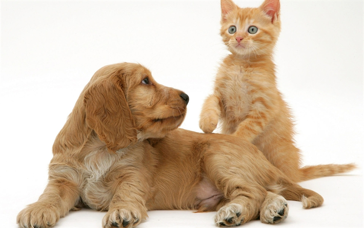 English cocker spaniel, puppy, kitten, friendship concepts, dog and cat, cute animals pets