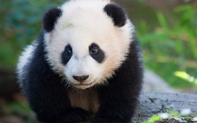 cute animals, panda, bears, zoo, small panda, funny animals