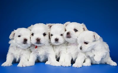 little white puppies, bichon, cute animals, pets, family, dogs