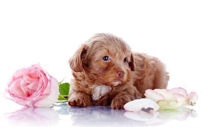 Labradoodle, puppy, curly dog, rose, pets, dogs, funny dog, Labradoodle Dog