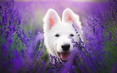 Download wallpapers swiss shepherd dog, lavender, white dog, cute ...