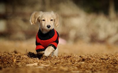 labrador, bokeh, rasen, retriever, klein, welpen, haustiere, laufen, hund, niedlich, tiere, golden retriever