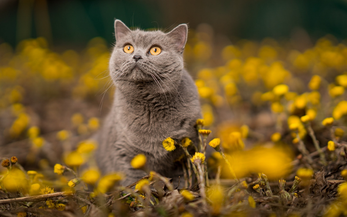 cinza brit&#226;nico gato, selvagem flores amarelas, animais fofos, gatos, olhos grandes, gato british shorthair
