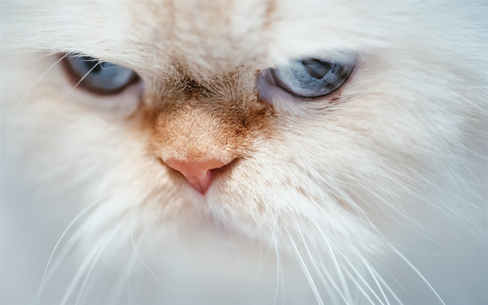 Himalayan cat, angry cat, white fluffy cat, cute animals, blue eyes, cats