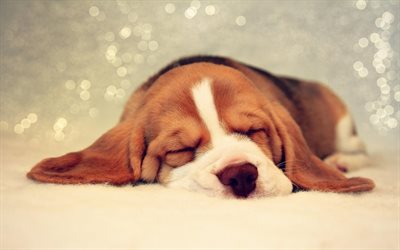 Beagle, sleeping dog, puppy, pets, dogs, close-up, cute animals, Beagle Dog